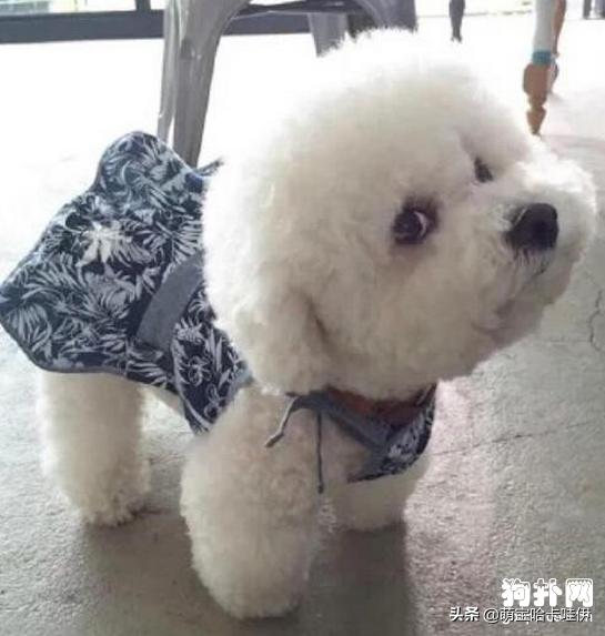 比熊犬特别臭怎么办,比熊犬身上臭味怎么办