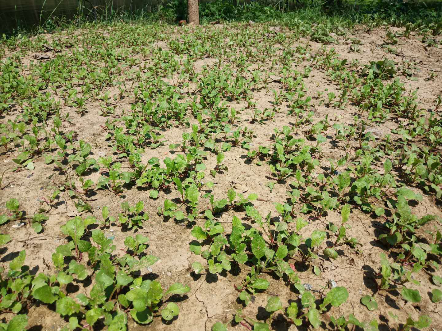 白菜被蜗牛吃怎么处理,防蜗牛吃白菜的方法