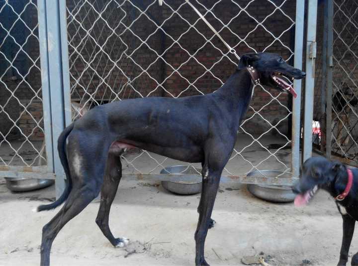 最聪明的十大狗狗品种介绍,史上最全的狗狗品种记得收藏