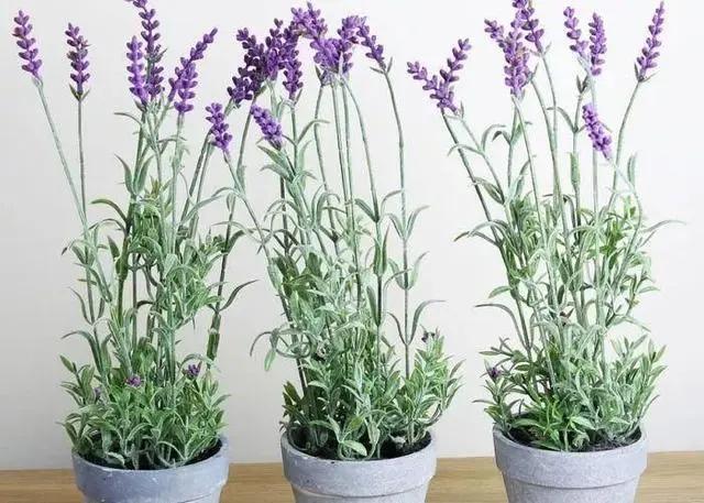 驱蚊最好养的十种花,不怕冷适合家里养的32种花