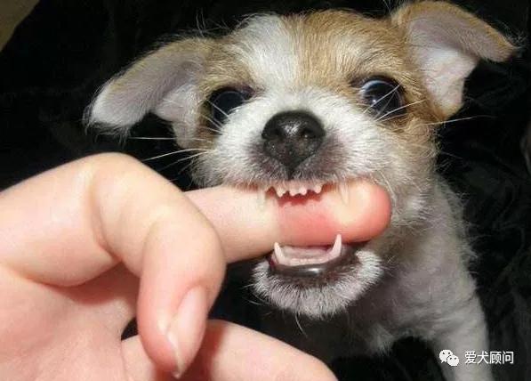 和狗狗玩拔河游戏狗狗总是咬手,狗狗玩的时候喜欢咬手怎么办