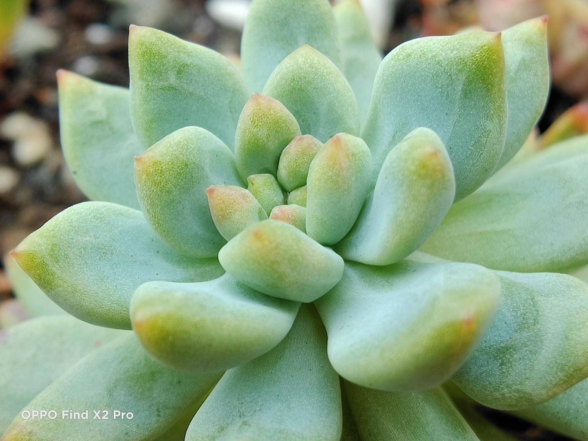 findx2pro拍照表现究竟如何,findx2pro最新评测拍照