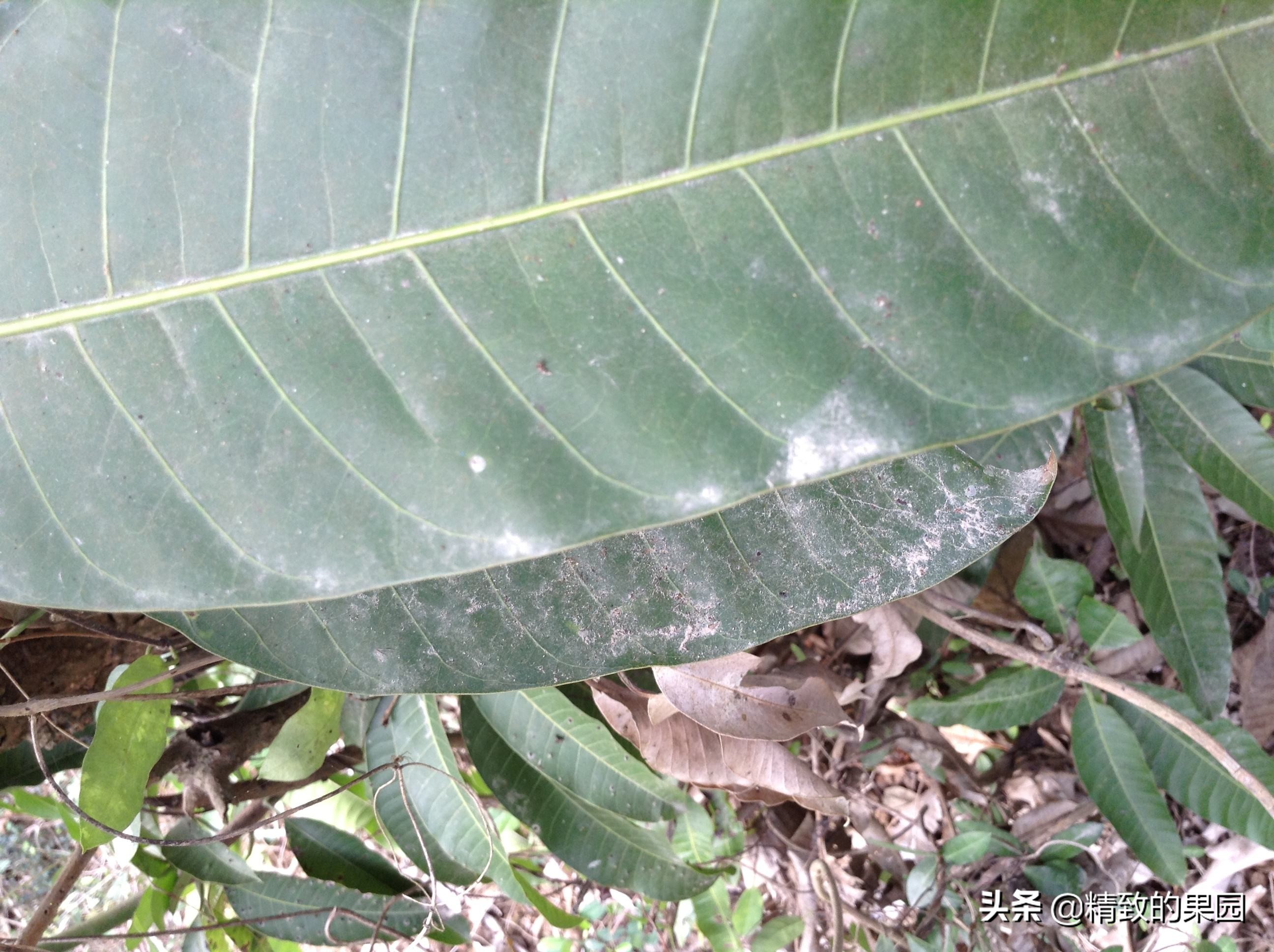 芒果落果严重怎么补救,芒果落花落果怎么防治
