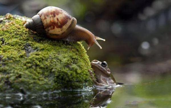 池塘里蛙声一片的散文,初夏夜晚蛙声的散文