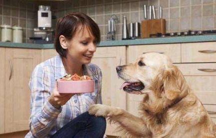 金毛训练12个动作,金毛满9个月需要怎么训练呢