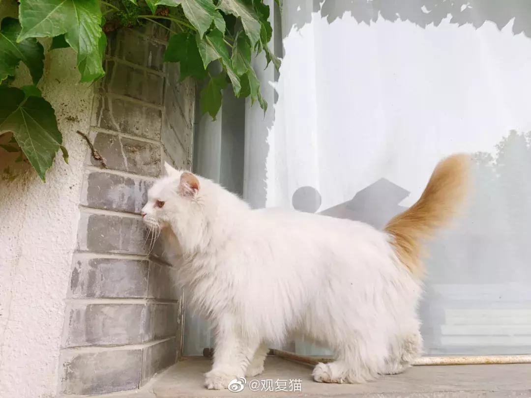 我们猫,我家猫只对我叫