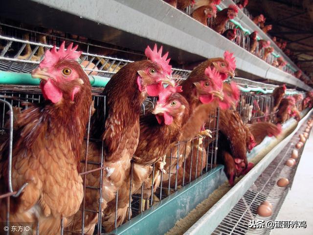 鸡得了滑液囊还能继续养吗,学会这一招养鸡再也不怕滑液