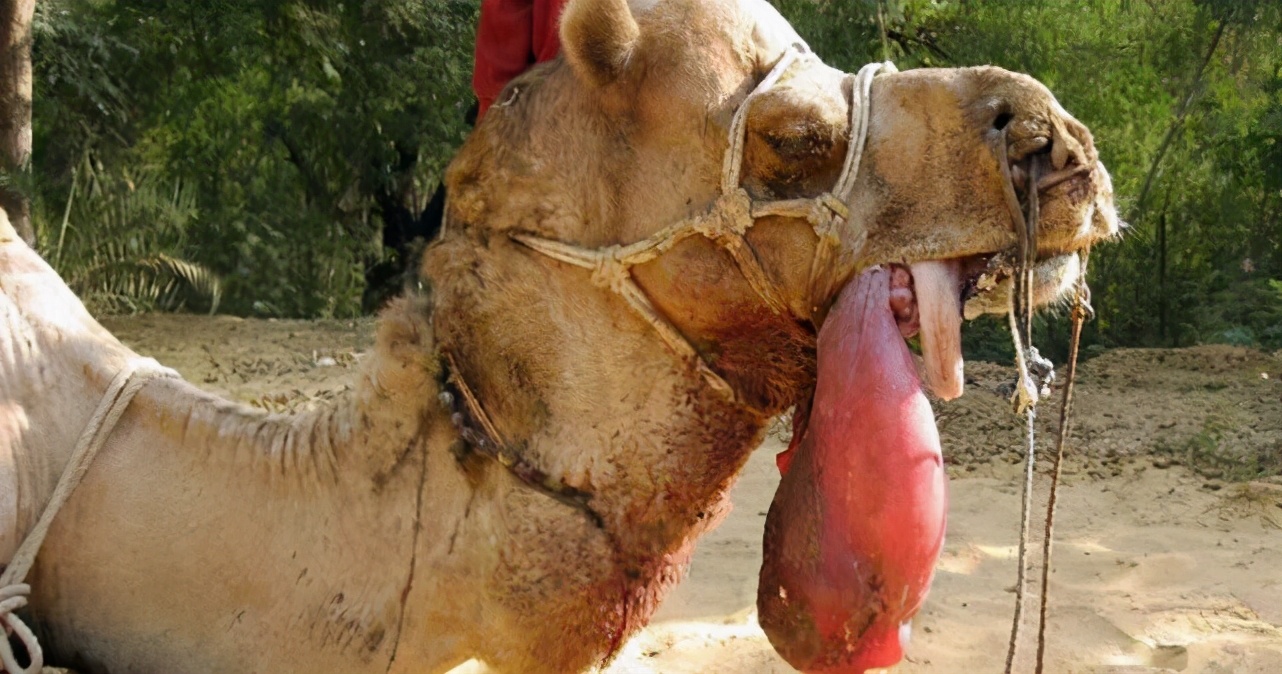 骆驼最里面的肉球是什么,骆驼挂嘴边的肉球是什么