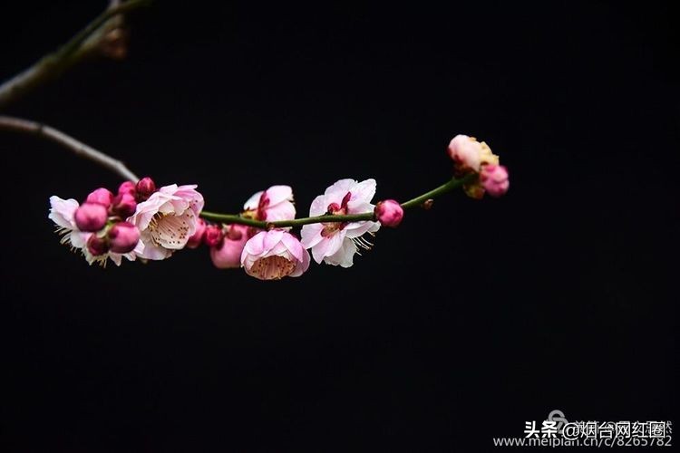 南京梅花山梅花开了吗,来南京梅花山赏梅花