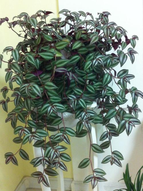 垂吊花卉品种直播,好看的吊兰绿植