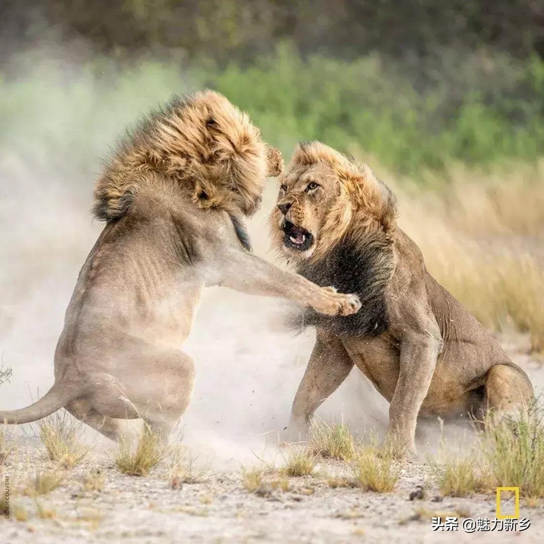 美国国家地理杂志2020摄影作品,美国国家地理杂志摄影展