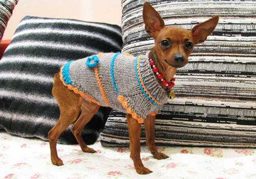 养宠经验泰迪狗有泪痕怎么处理,养宠经验分享狗狗泪痕是什么原因