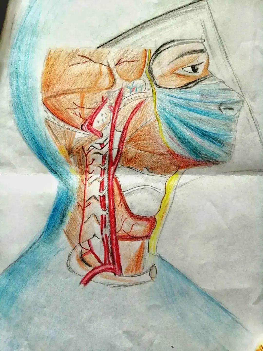 左手丹青,右手手术刀,985名校医学生笔记曝光!网友:这是学神级别的!