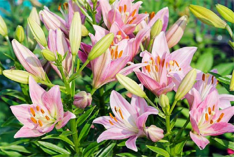 百合使用叶面肥和生根肥有功效吗,百合种植方法几天出苗