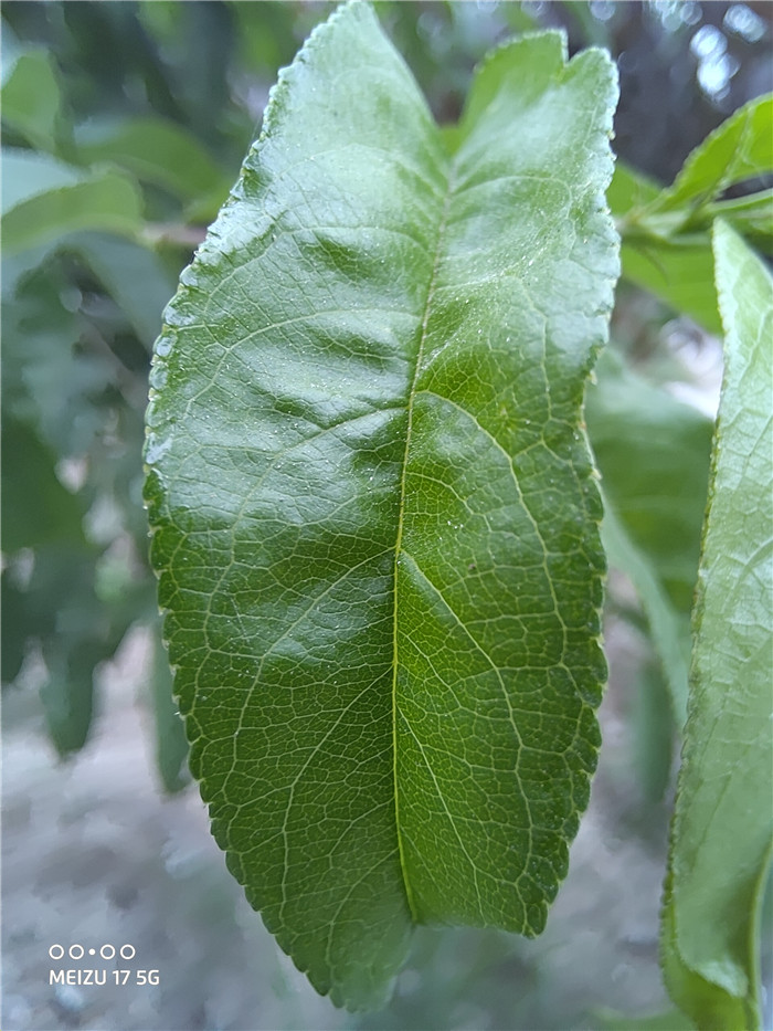 魅族20深度体验,2022年魅族17还值得入手吗