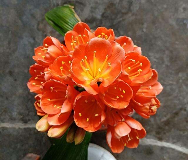 君子兰开花期叶子薄黄怎么养护,君子兰不开花应该怎么养才能开花