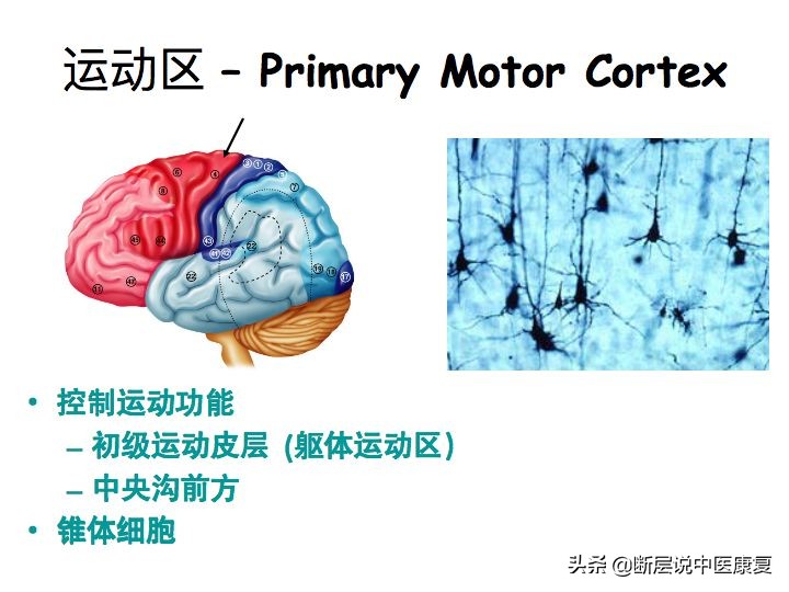 中枢神经系统断层解剖讲解,中枢神经3d解剖动画