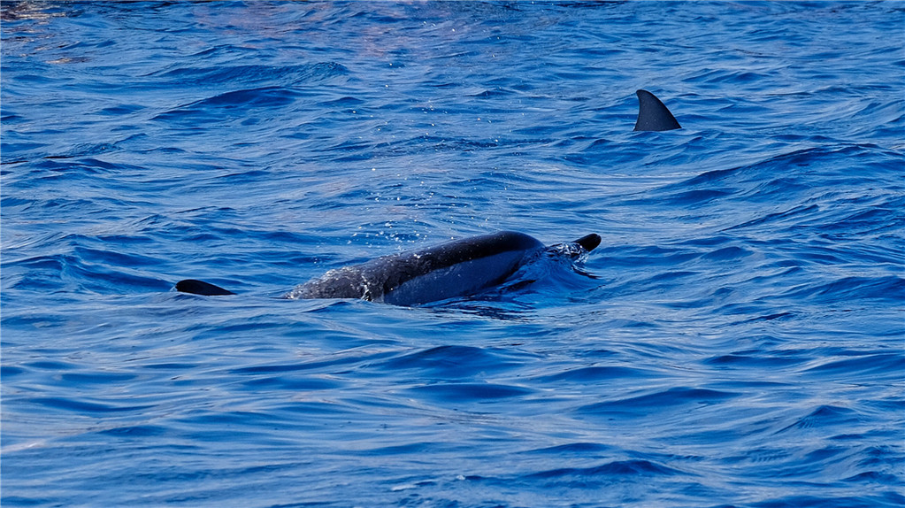毛里求斯陈小春,毛里求斯马克吐温