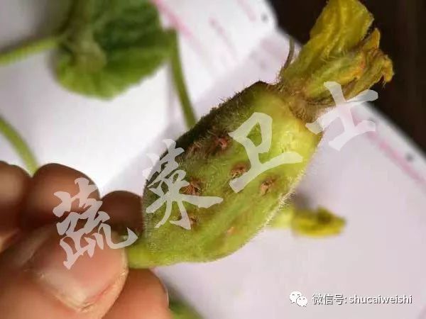 甜瓜蔓开裂是什么病,甜瓜茎秆裂缝咋回事