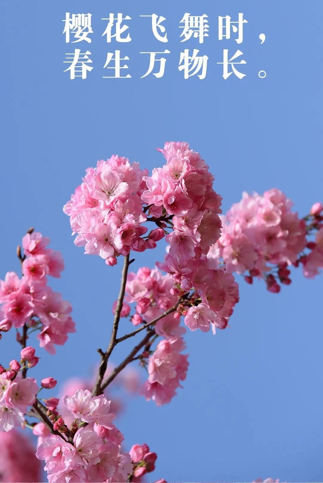 三月弥勒什么地方可以赏花,弥勒3月赏花攻略