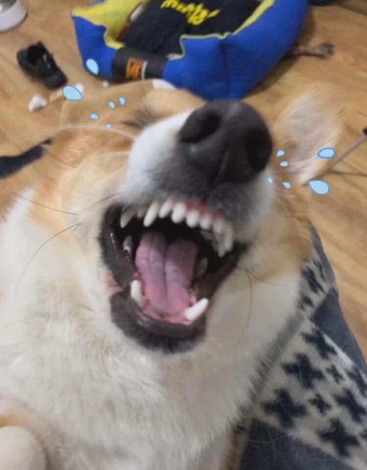 柯基咬拖鞋主人反咬玩具,两只柯基抢玩具