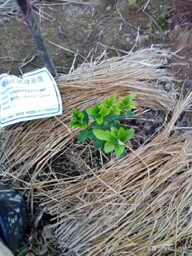 作物的根系好不好,直接决定作物的产量,柑橘尤其如此