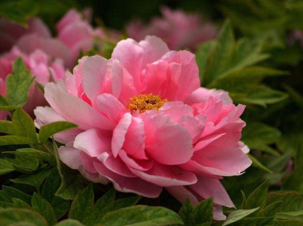 牡丹为什么被奉为中国“国花”它有哪些与众不同的优势？