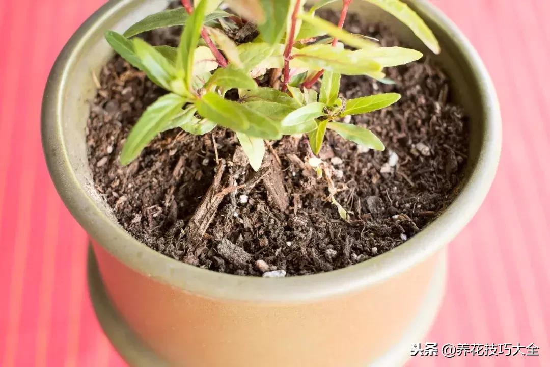 盆栽植物土壤发霉怎么处理,盆栽植物长毛毛怎么办