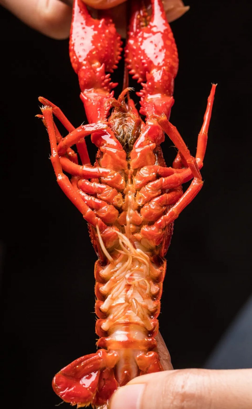 松哥油焖大虾南城榕树下店,松哥油焖大虾多少家店