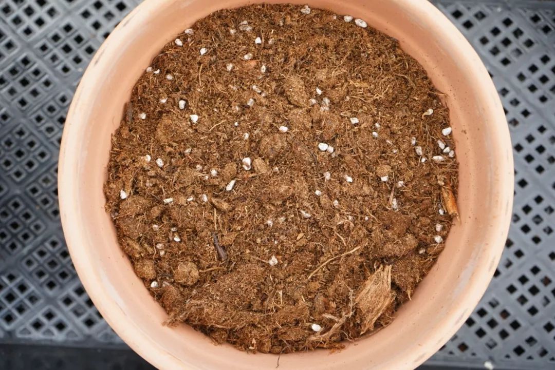 朱顶红为什么老是烂球,怎么才能让朱顶红不生小球