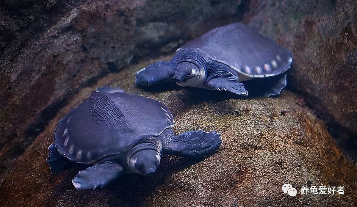 龟水肿但状态特别不好,龟浮肿和水质有关系吗