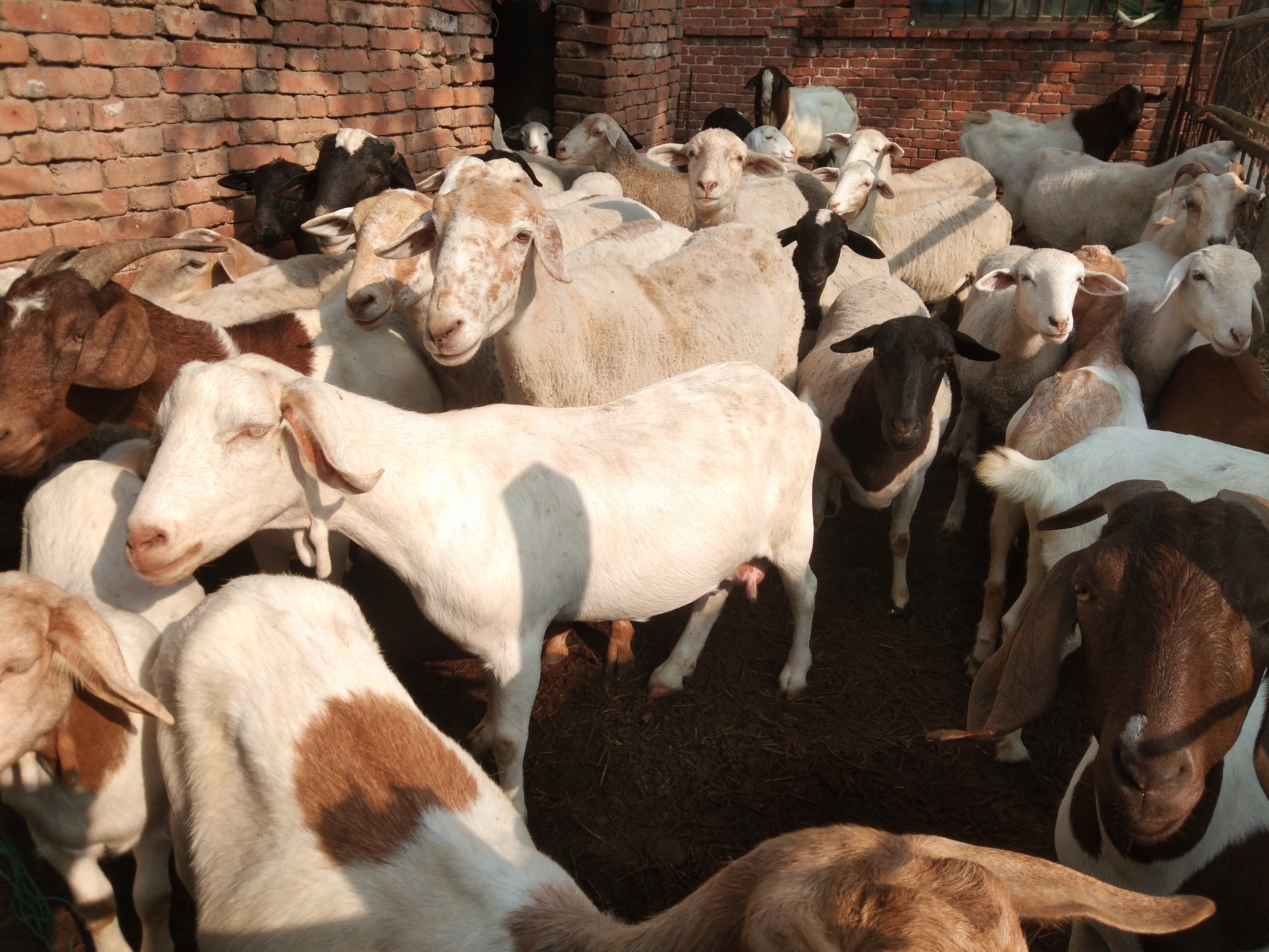 养羊疫苗时间表,养羊疫苗接种时间表