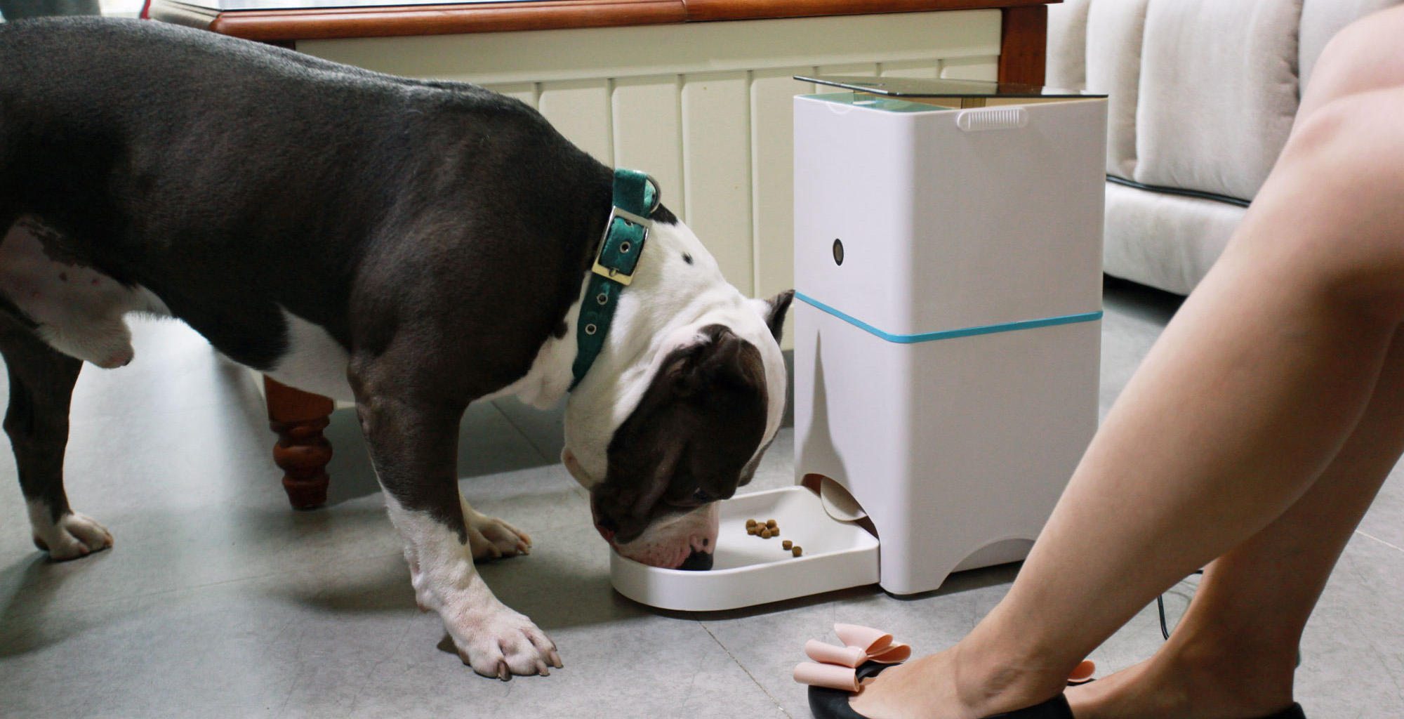 家有喵哥汪弟,体验好物帮你挑