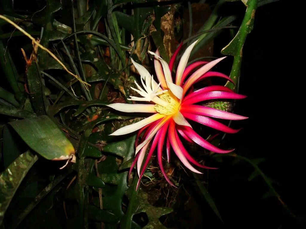 家里养的盆栽鱼骨令箭不开花,叶子发皱,可能是这5点没做好