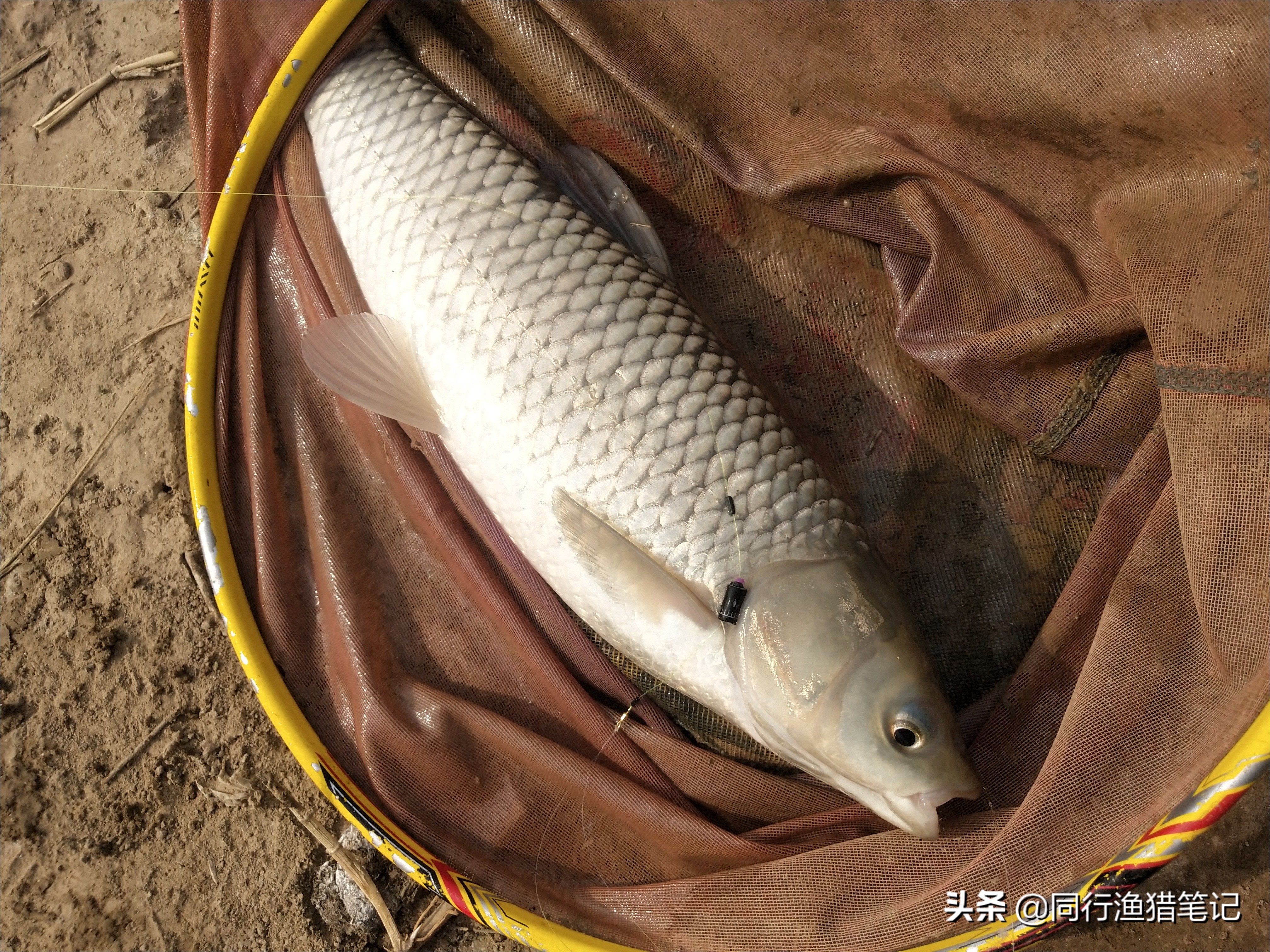 草鱼怎么钓才能钓得又大又好,钓草鱼的几种钓法多年实用总结