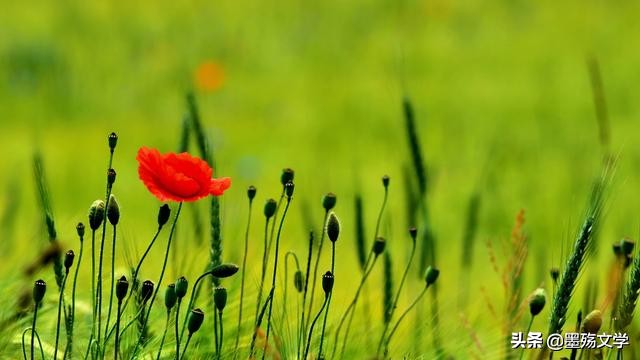 若千世界，总有人收留你