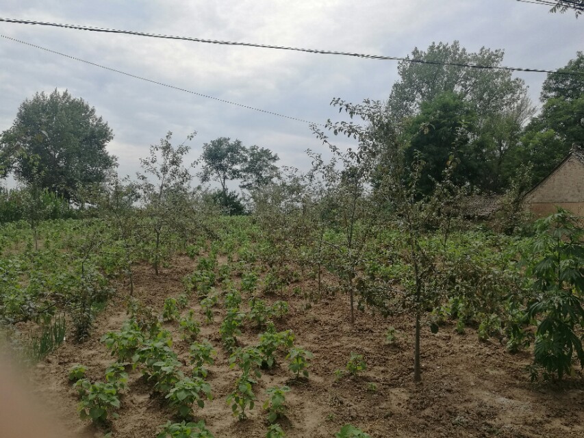 看图识病100例,看图识病图片及答案