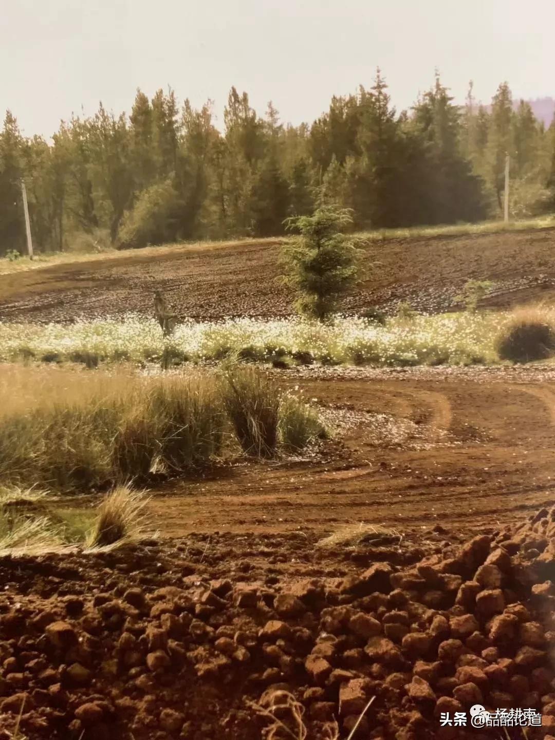 涓嶇敤鑷涔熷彲浠ョ粌钁佃姳瀹濆吀,涓嶇敤鑷缁冩垚钁佃姳瀹濆吀鐨勪汉
