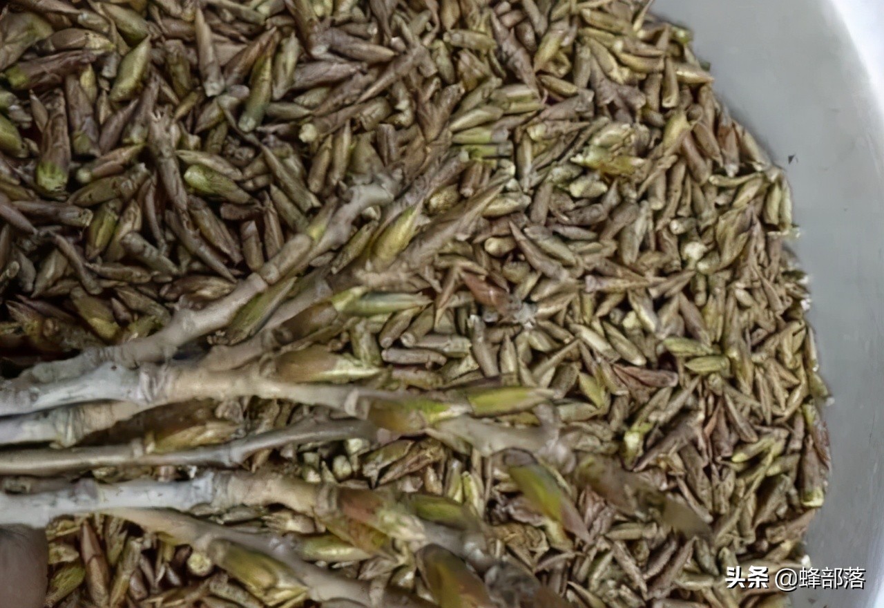 洋槐蜜造假,造假椴树蜜