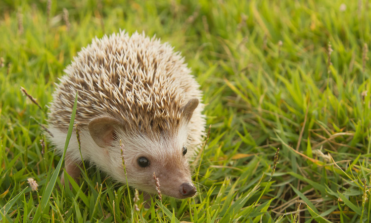 养宠物刺猬要准备什么,养宠物刺猬的注意事项是什么