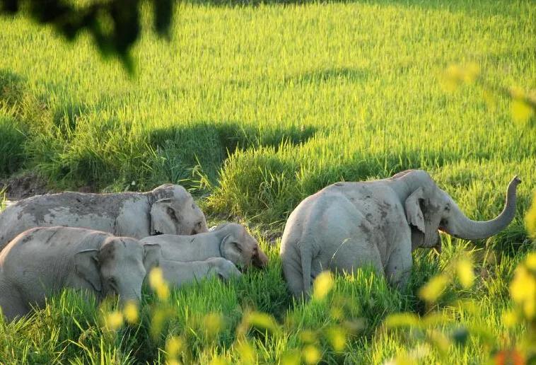 中国亚洲象罕见向北迁徙的原因,云南亚洲象为什么向北迁徙