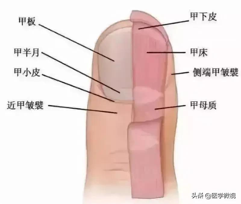 指甲没有月牙白每个指甲都有竖纹,指甲有竖条纹没有月牙什么原因