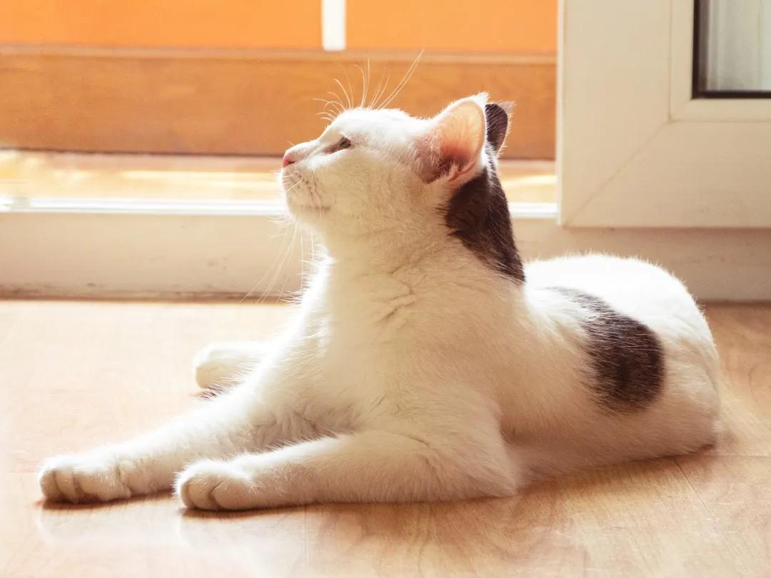 如果不给猫咪做绝育会怎么样,如果不给母猫绝育会生多少