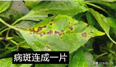 辣椒黄叶褐色斑怎么治,辣椒叶片有褐色斑点是什么原因