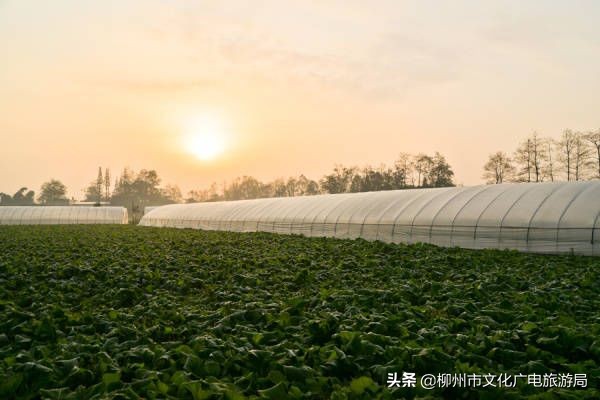 柳州草莓采摘园附近最近地方,柳州附近摘草莓好玩的地方