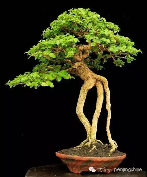 大师级老桩盆景欣赏,精美绝伦的老桩盆景