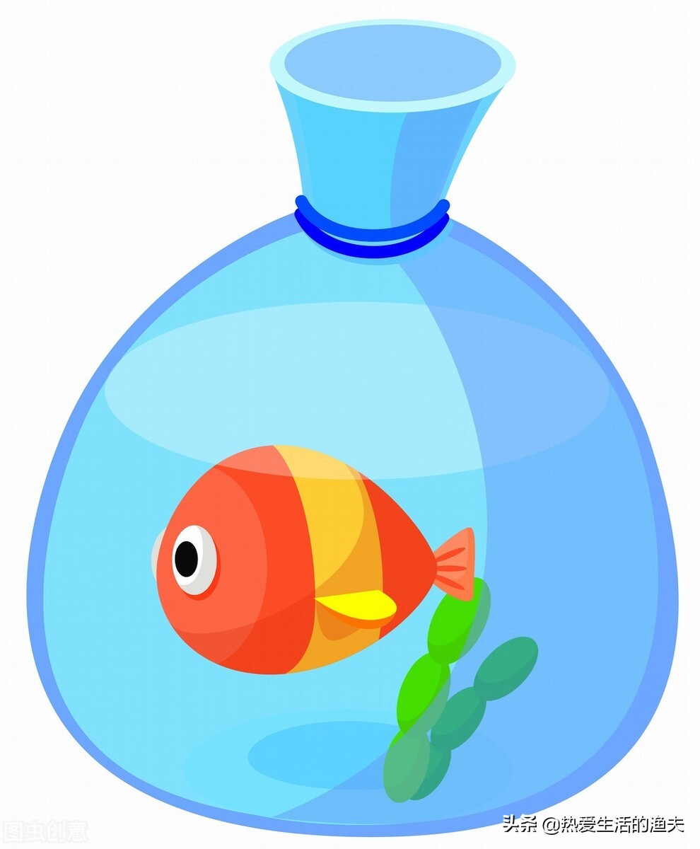 养金鱼应该注意哪些饲养建议,泰狮金鱼的养殖方法和注意事项