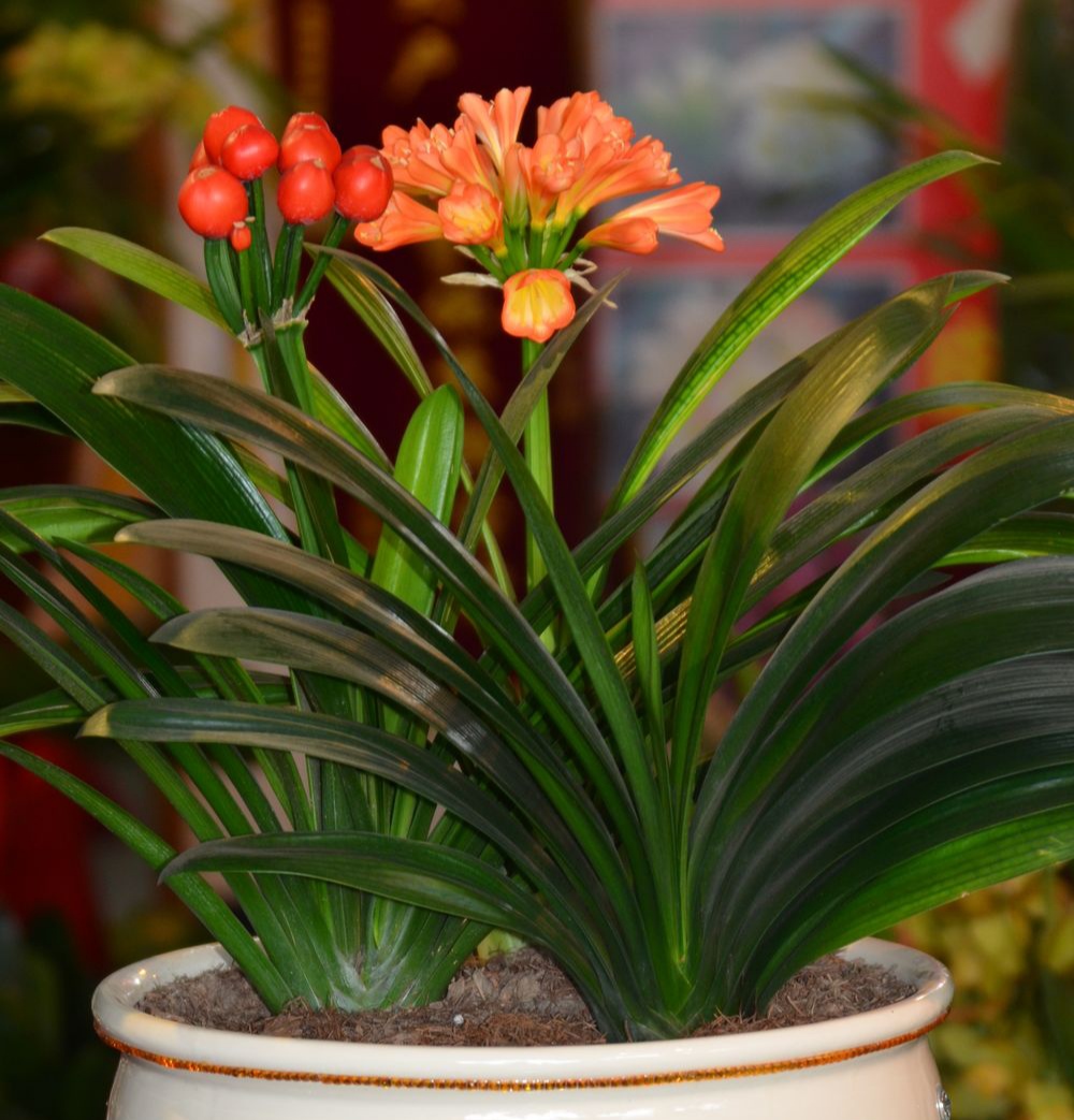 一年四季不死的十种花水养,浇水过多死的植物