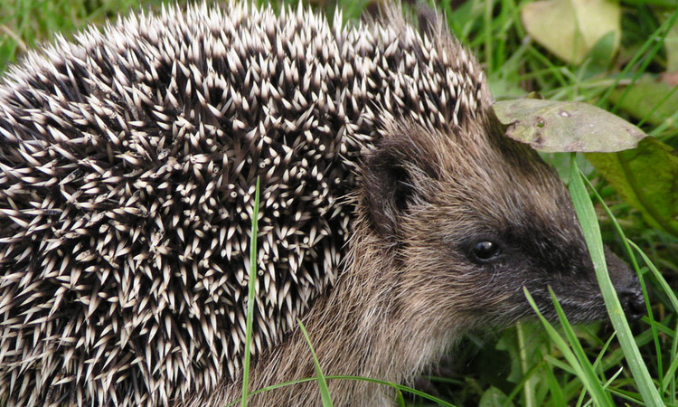 购买宠物用品需要什么,购买宠物须知