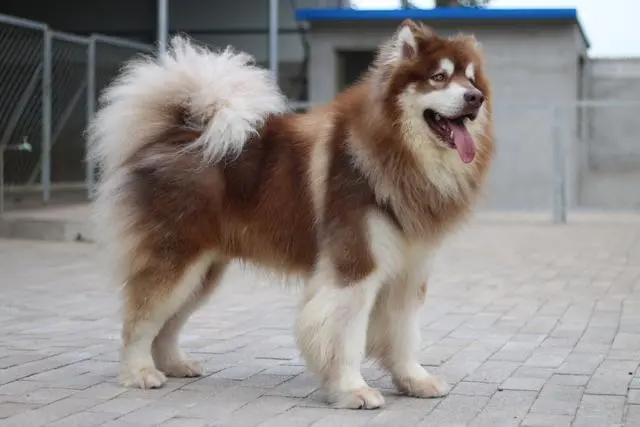 长毛阿拉斯加怎么训练,长毛阿拉斯加